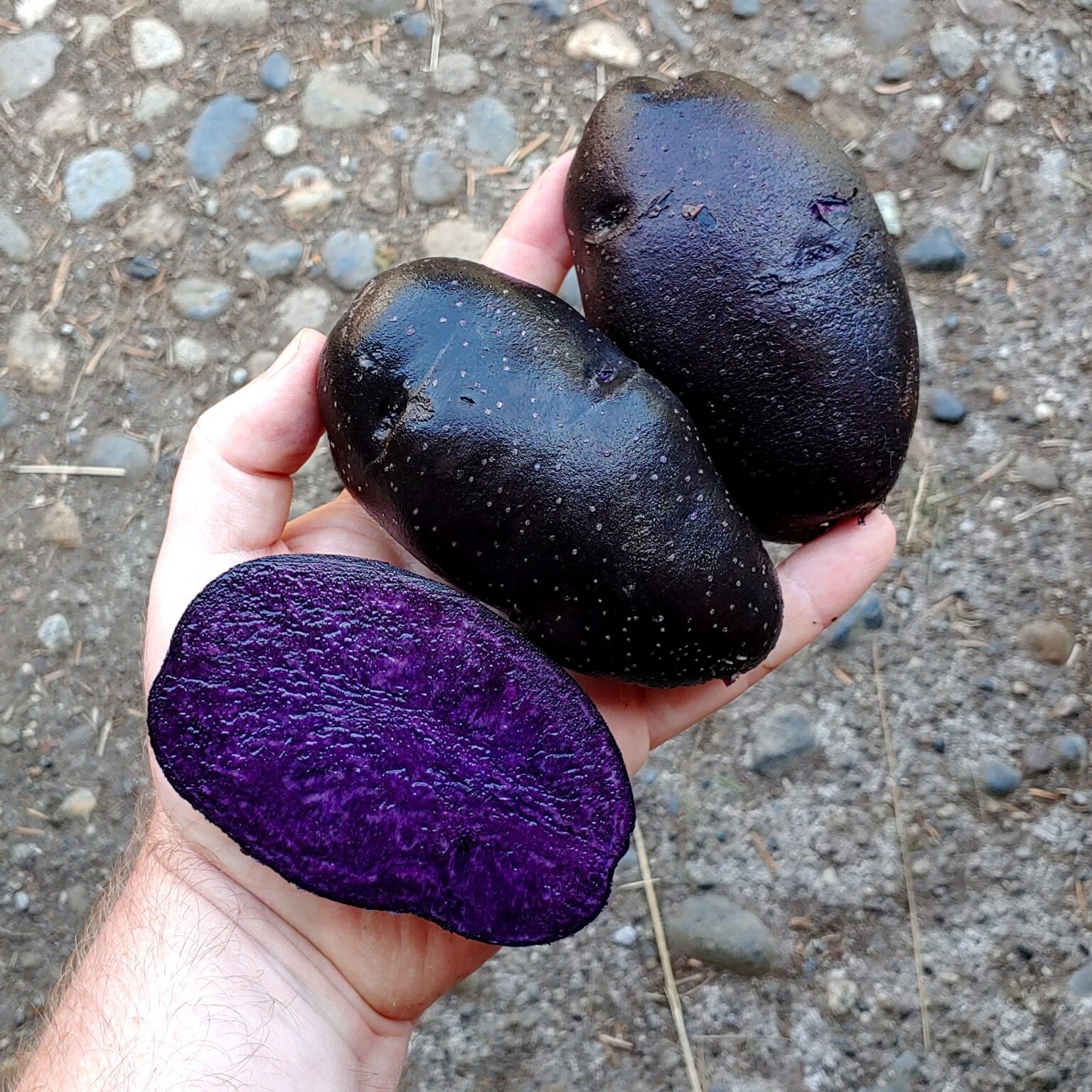 Tubers of the Tom Wagner potato (Solanum tuberosum) variety 'Azul Toro'