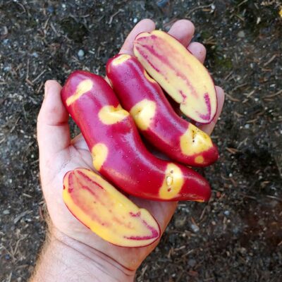 Tubers of the Cultivariable original potato variety 'Bloody Banana'