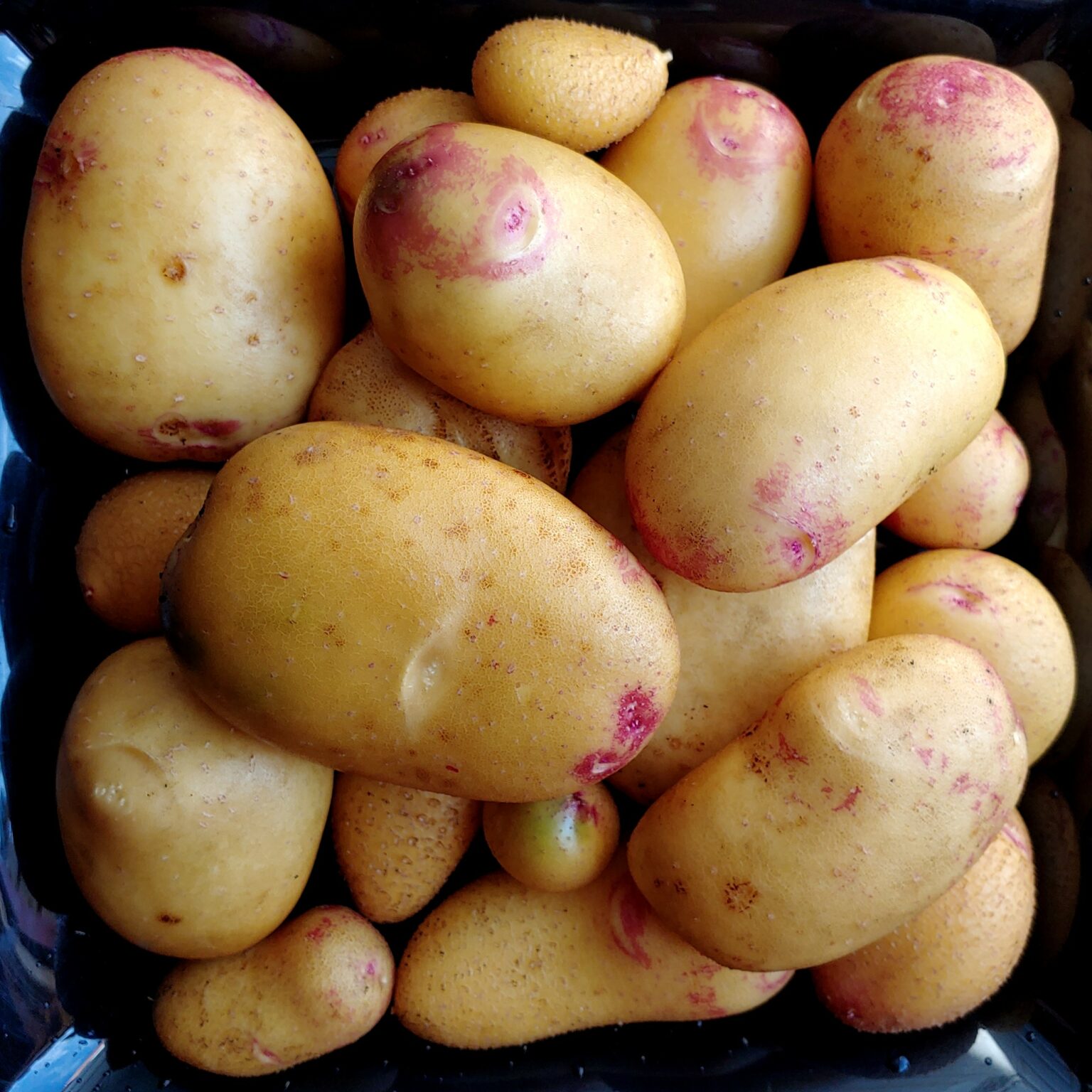 Tubers of the potato (Solanum tuberosum) variety 'California Gold'