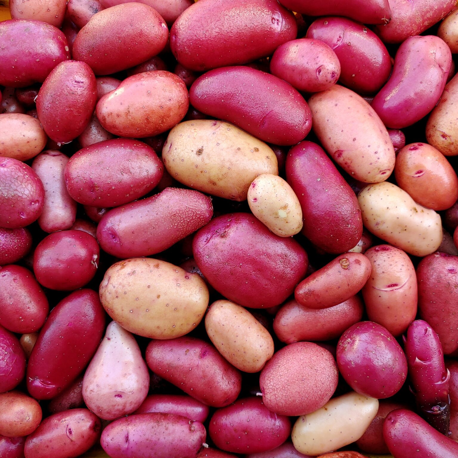 Tuber of the TPS potato (Solanum tuberosum) variety 'Clancy'