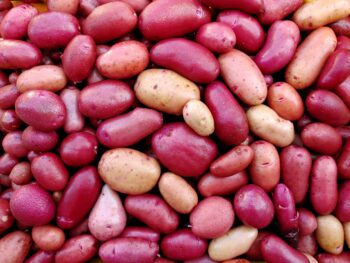 Tuber of the TPS potato (Solanum tuberosum) variety 'Clancy'