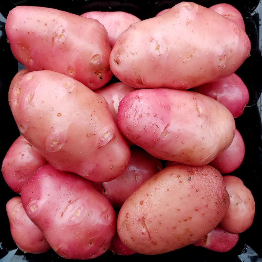 Potato, Desiree Cultivariable