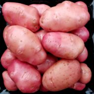 Tubers of the potato (Solanum tuberosum) variety 'Desiree'