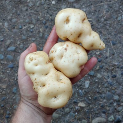 Tubers of the potato (Solanum tuberosum) variety 'Jancko Phinu'