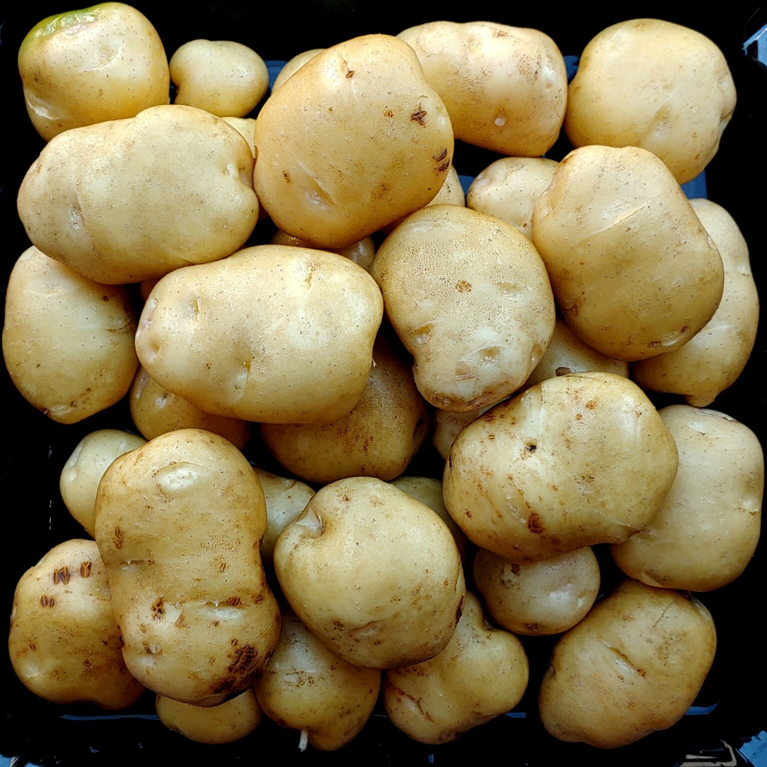 Tubers of the potato (Solanum tuberosum) variety 'Lumper'