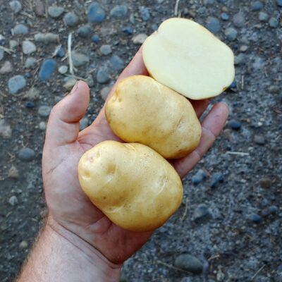 Tubers of the potato (Solanum tuberosum) variety 'Lumper'