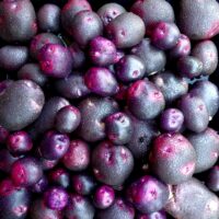 Tubers of the Cultivariable original potato (Solanum tuberosum) variety 'Nebula'
