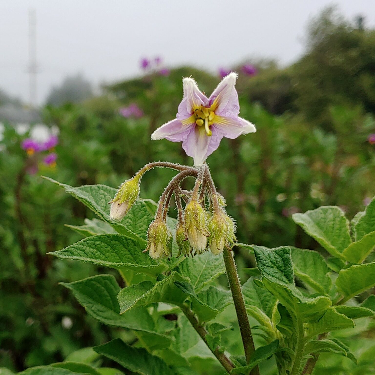 Flower of the potato (Solanum tuberosum) variety Ozette