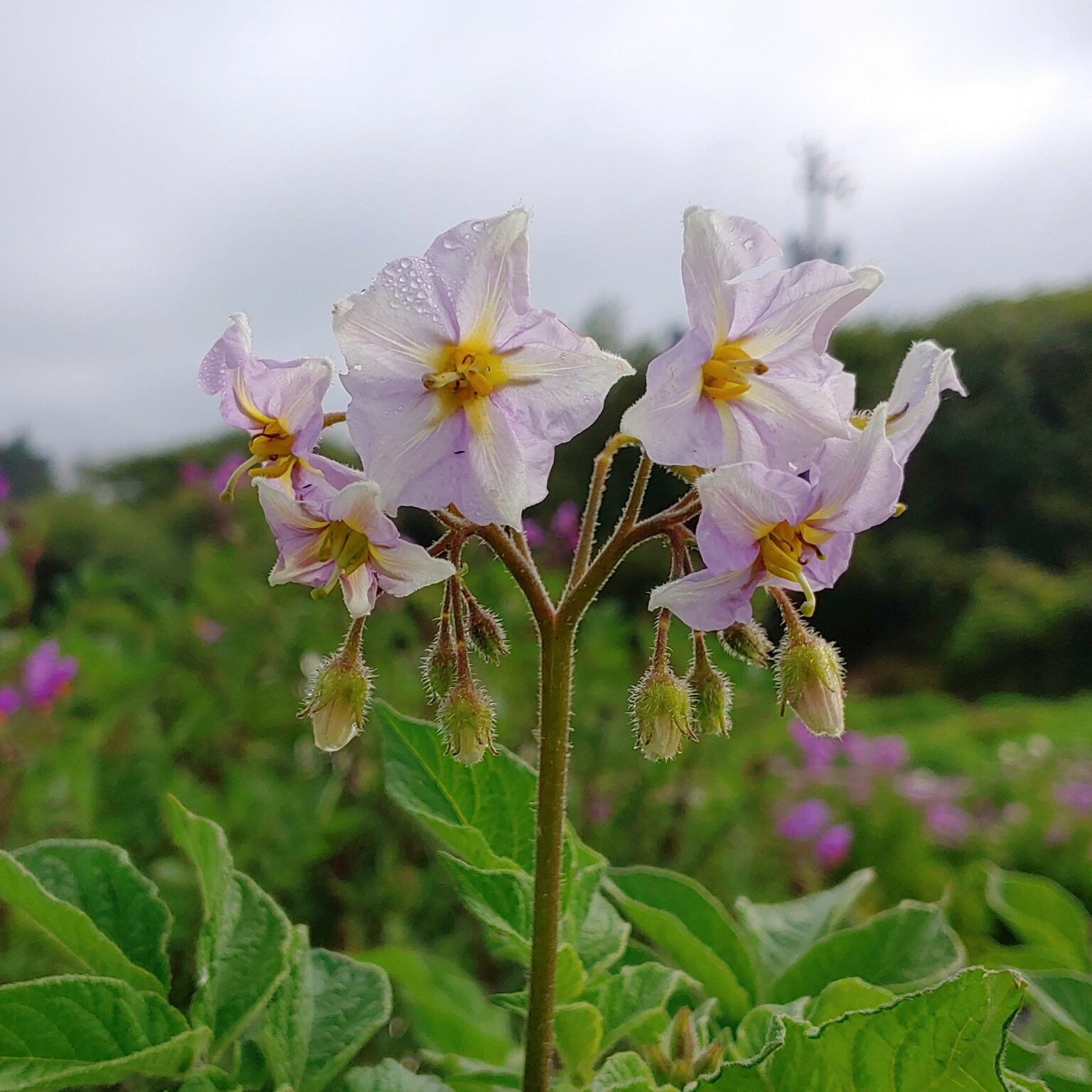Flowers of the potato (Solanum tuberosum) variety 'Ozette'