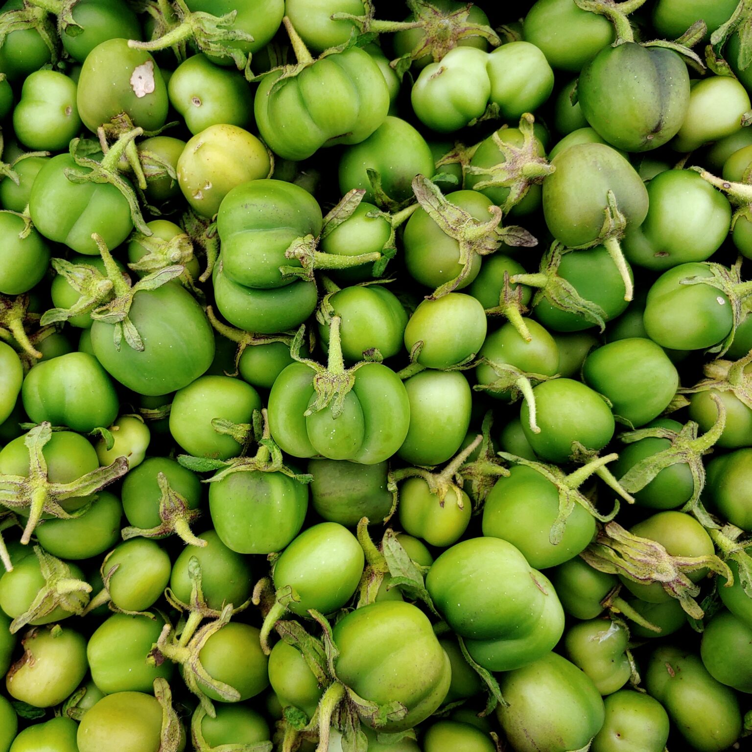 Berries of the Tom Wagner potato variety 'Skagit Valley Gold'