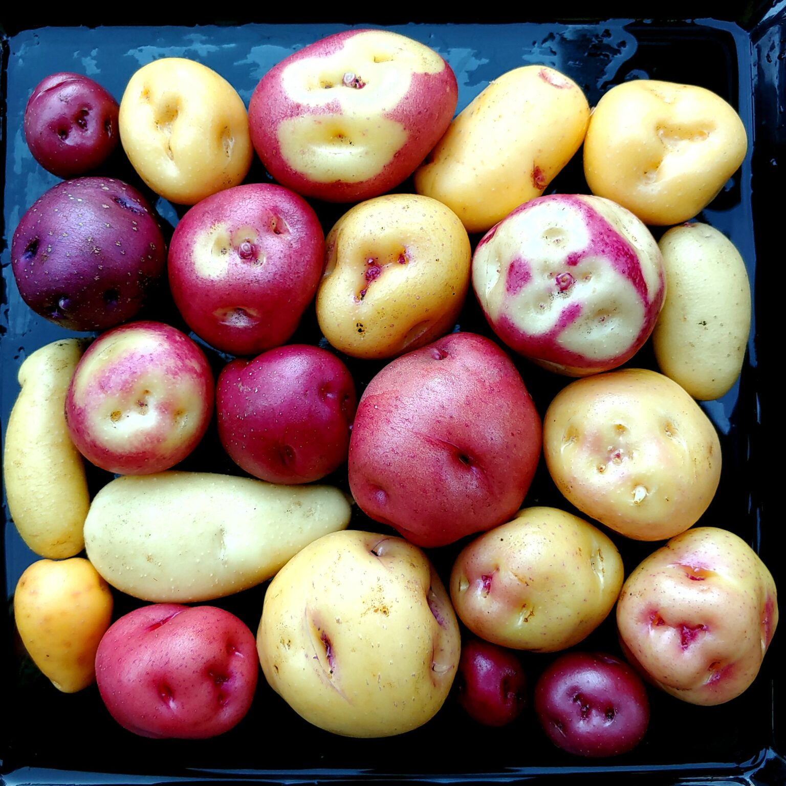 True Potato Seeds (TPS), Ayock, 100 seeds Cultivariable