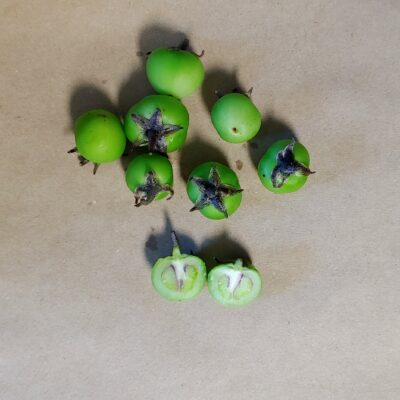 Berries of the potato (Solanum tuberosum) variety 'Tumiri'