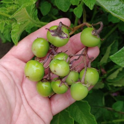 Berries forming on the potato (Solanum tuberosum) variety 'Tumiri'