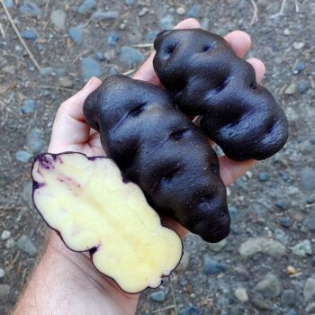 Tubers of the potato (Solanum tuberosum) variety'Tumiri'