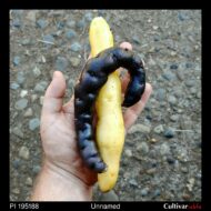 Tubers of the USDA potato accession PI 195188