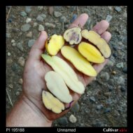 Tubers of the USDA potato accession PI 195188