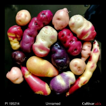 Tubers of the USDA potato accession PI 195214