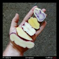 Tubers of the USDA potato accession PI 195214