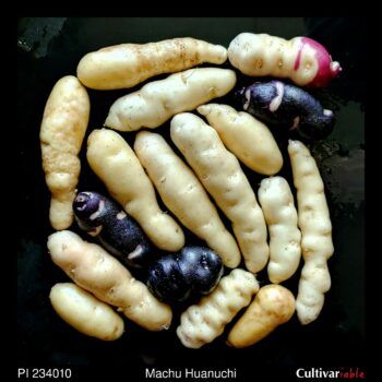 Tubers of the USDA potato accession PI 234010