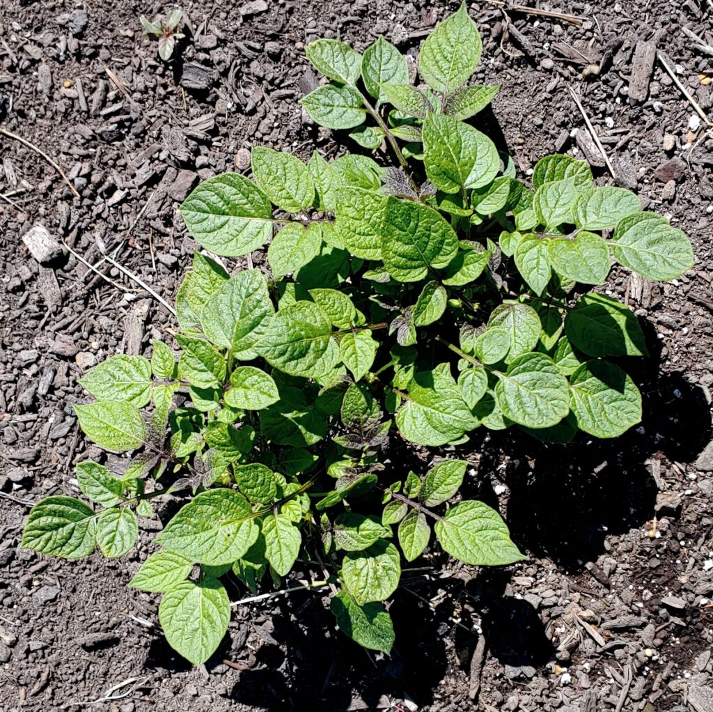 Cultivariable