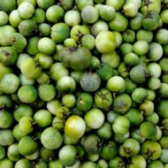 Berries of the diploid wild potato species Solanum acroscopicum