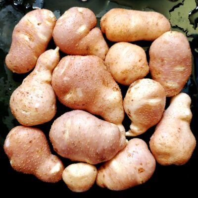 Tubers of the Solanum chacoense variety 'M6'