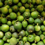 Berries of the wild potato species Solanum chacoense