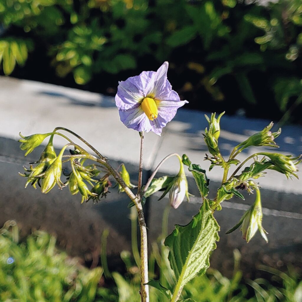 Cultivariable