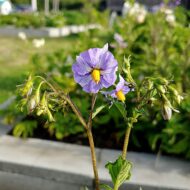 Flower of the wild potato species Solanum chilliasense
