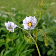 Flower of the wild potato species Solanum colombianum
