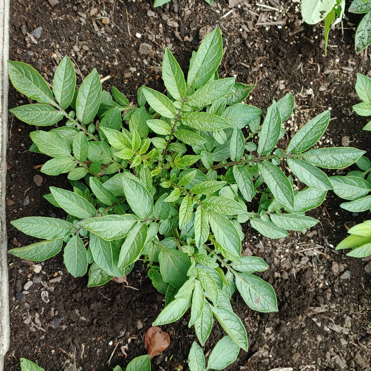 Aerial plant of the wild potato species Solanum colombianum