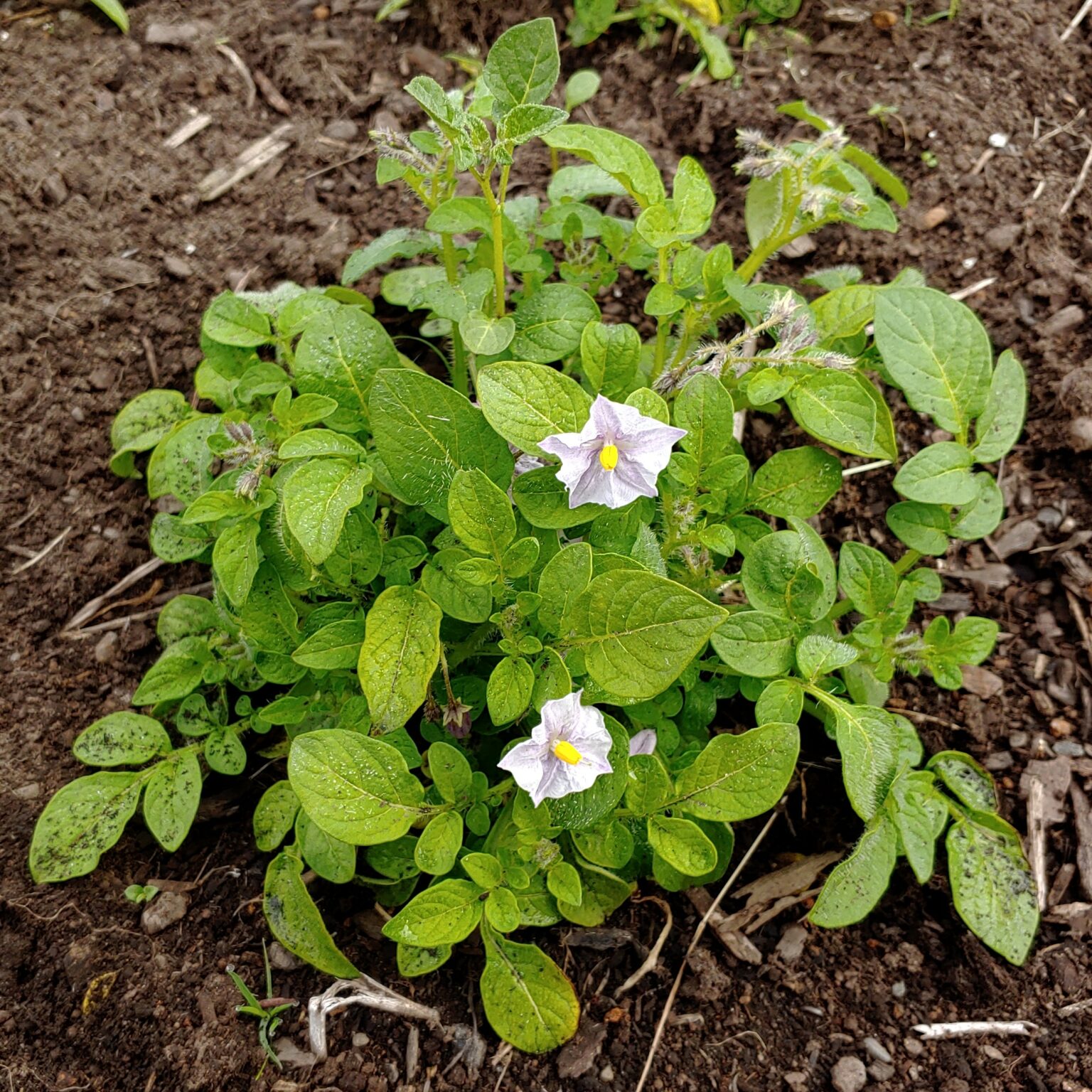 Aerial plant of the wild potato species Solanum garcia-barrigae