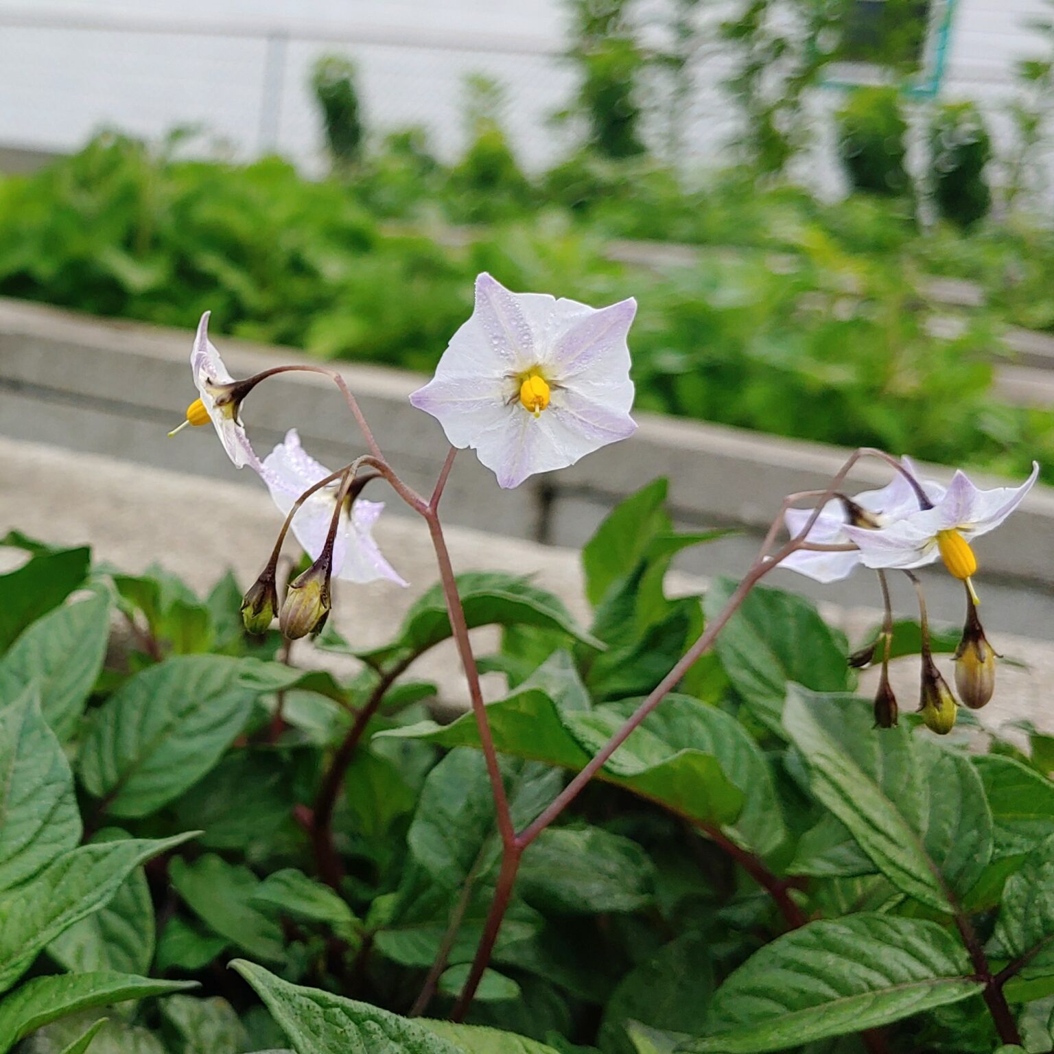 Flower of the wild potato species Solanum longiconicum