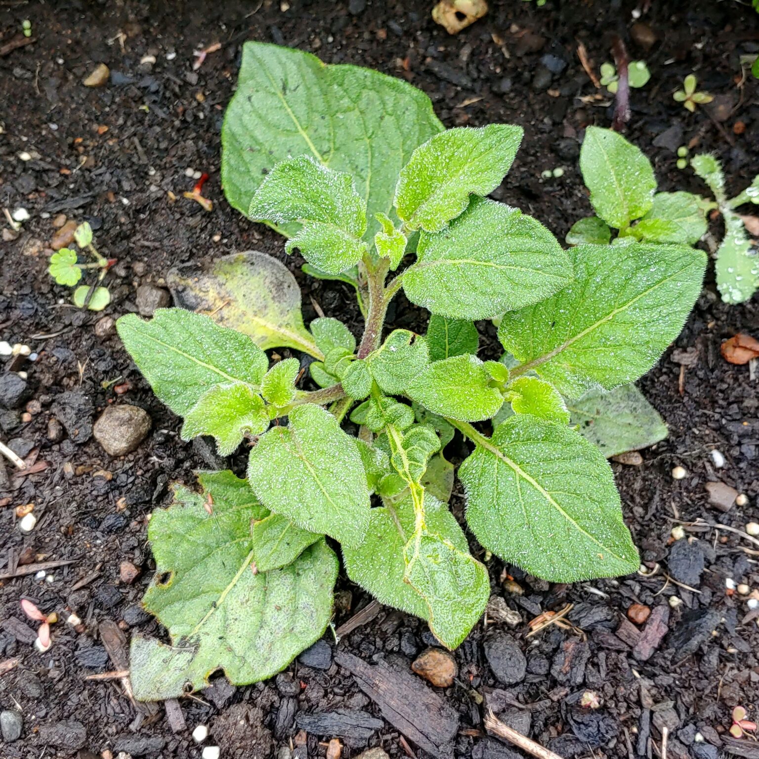 Aerial plant of the wild potato species Solanum minutifoliolum