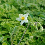 Flower of the wild potato species Solanum neocardenasii