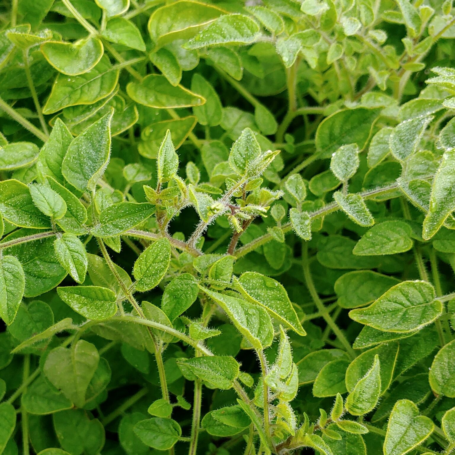 Flower buds of the wild potato species Solanum neocardenasii