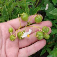 Berries of the wild potato species Solanum paucissectum