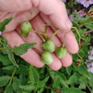Berries of the wild potato species Solanum paucissectum