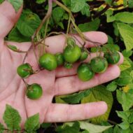 Berries of the wild potato species Solanum x edinense
