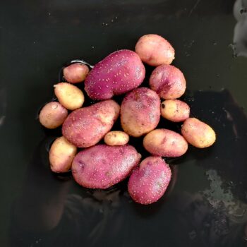 Tubers of a Solanum maglia x domesticated diploid hybrid