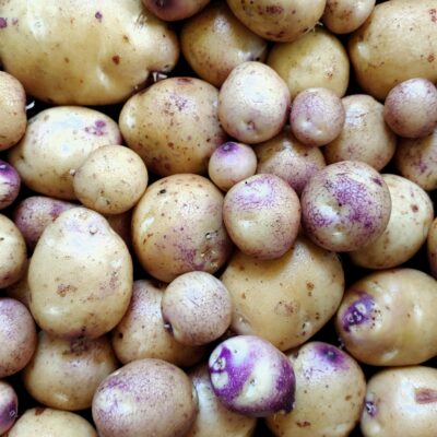 Tubers of the potato (Solanum tuberosum) variety 'Cruza 148'