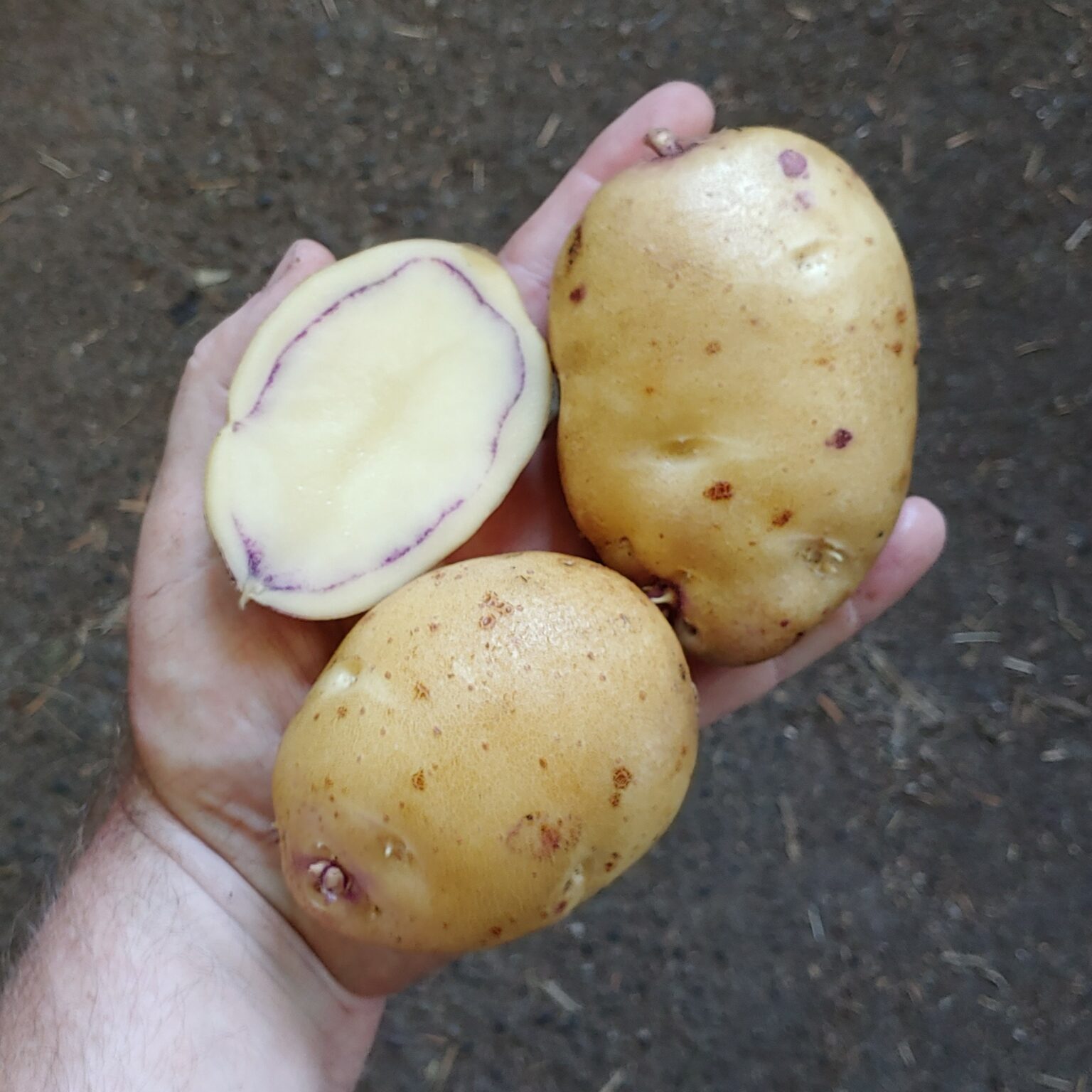 Tubers of the potato (Solanum tuberosum) variety 'Cruza 148'