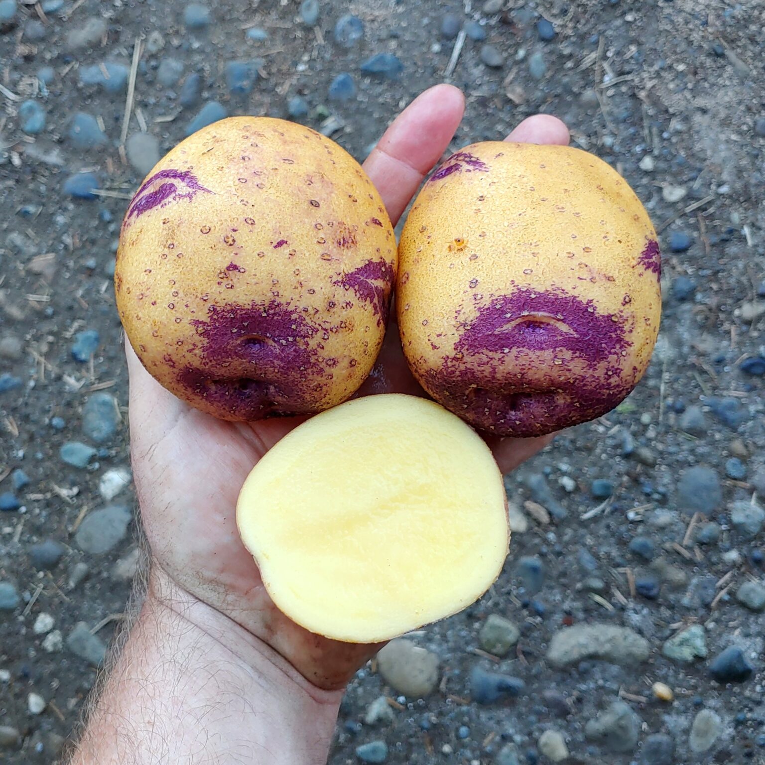 Tubers of the potato (Solanum tuberosum) variety 'Gold Nugget'