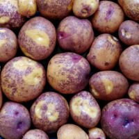 Tubers of the potato (Solanum tuberosum) variety 'Inka Gold'