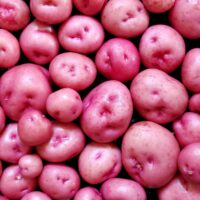 Tubers of the potato (Solanum tuberosum) variety 'Kinigi'