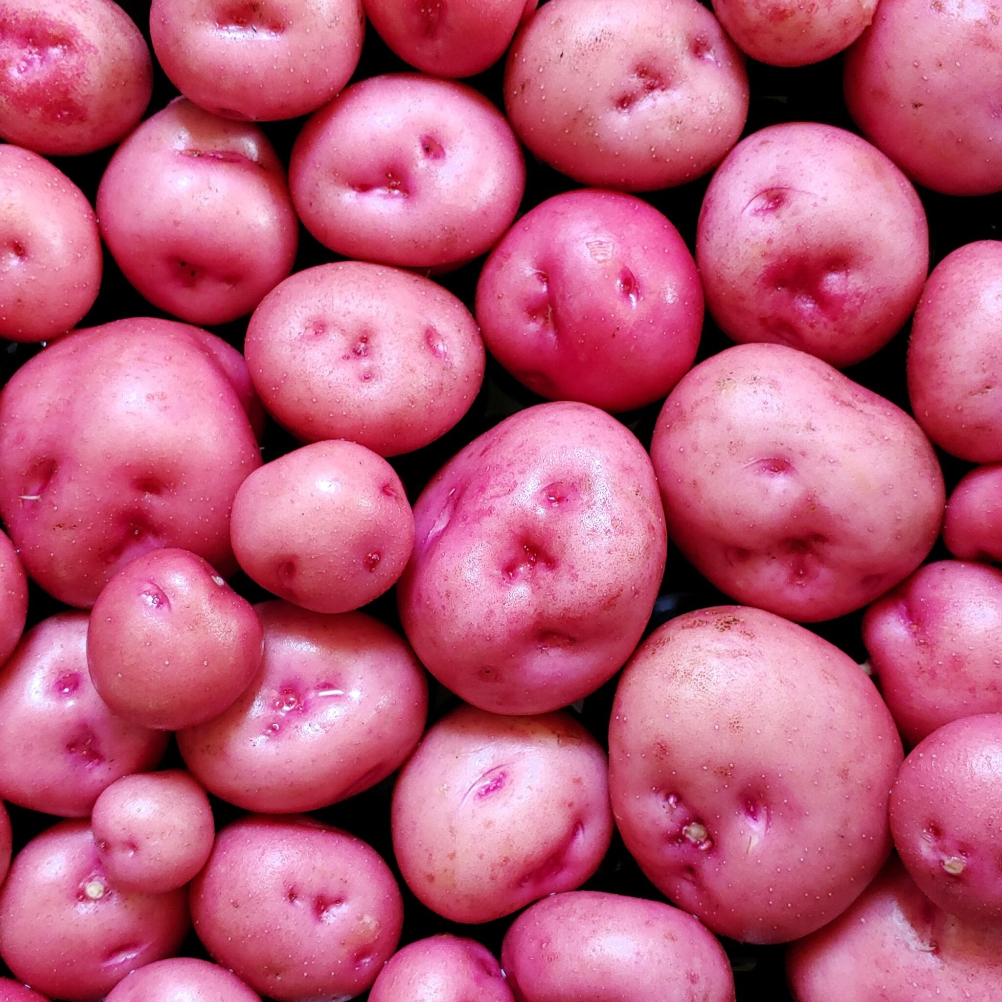 Kinigi True Potato Seeds (TPS), Kinigi, 100 seeds – Cultivariable