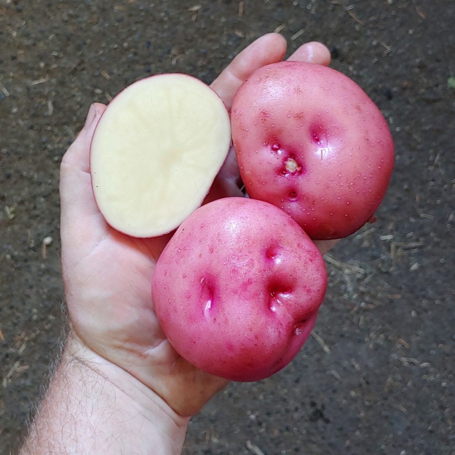 Tubers of the potato (Solanum tuberosum) variety 'Kinigi'