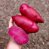 Tubers of the Cultivariable original potato variety 'Loowit'