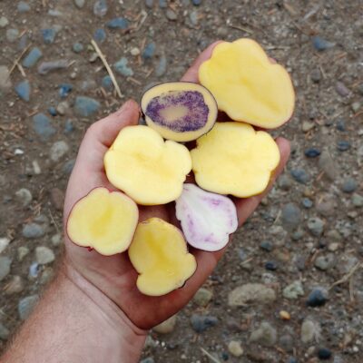 Seedlings of the Cultivariable original potato variety 'Nemah'