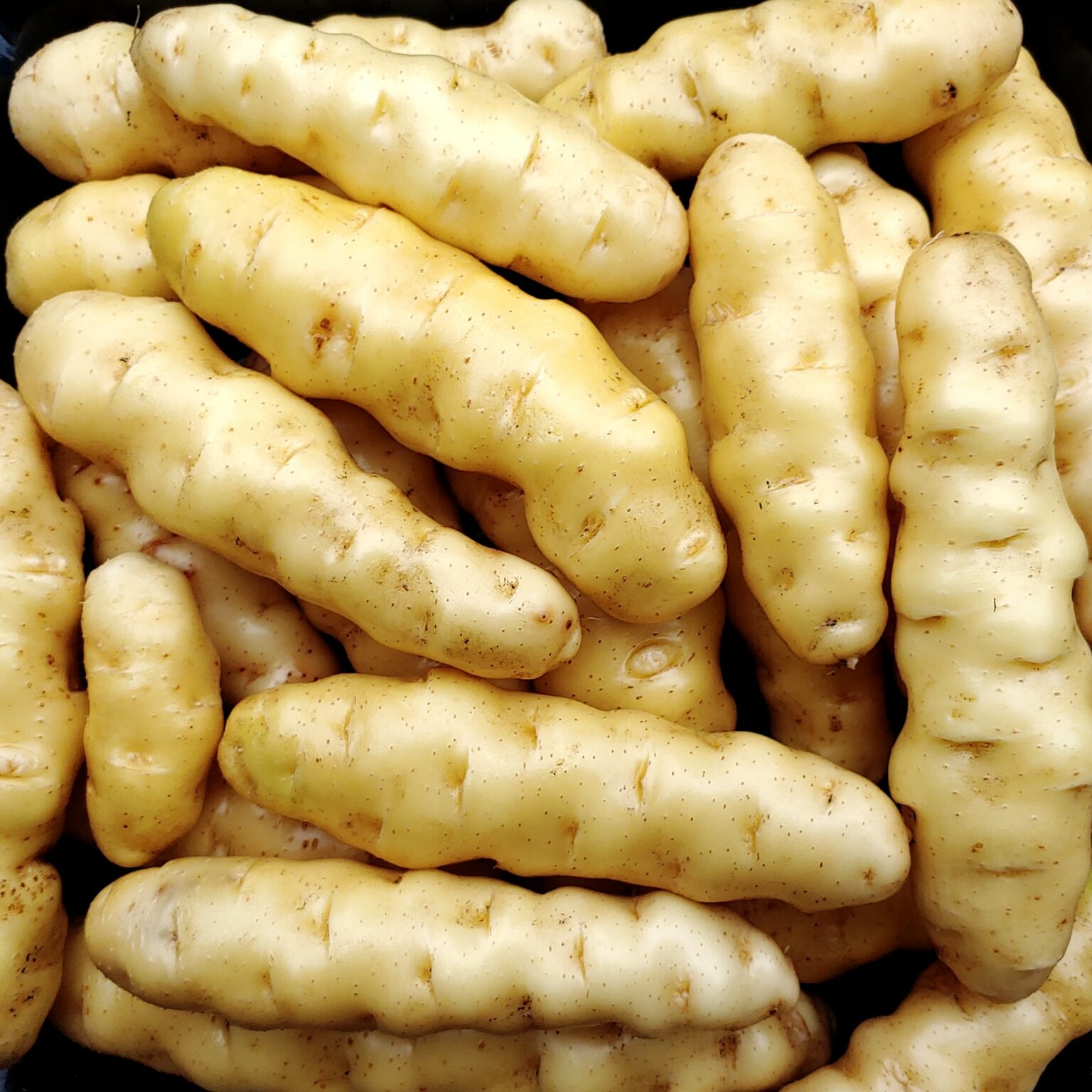 Tubers of the potato (Solanum tuberosum) variety 'Ozette'